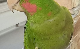 Poszukiwawana Papuga