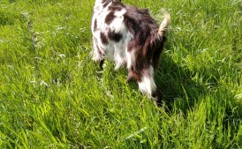 Kozie mleko