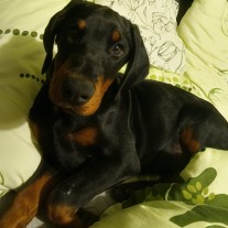 Opiekunka do zwierząt