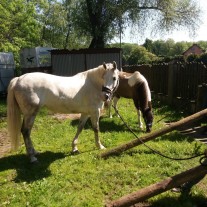 Praca przy obsłudze koni