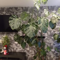 Monstera olbrzymia