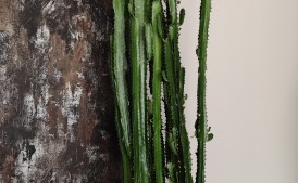 Wilczomlecz trójżebrowy