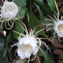 Rzadkość botaniczna