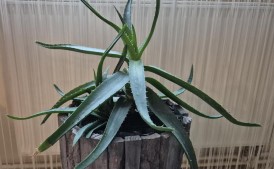 Aloes drzewiasty