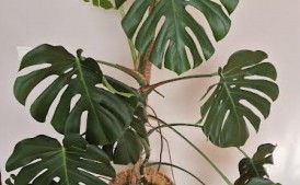 Monstera - REZERWACJA