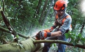 Praca jako pilarz/pomocnik przy wycince drzew
