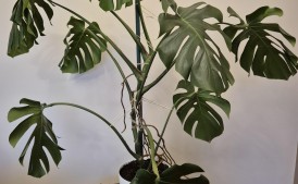 Monstera