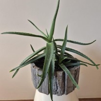 Aloes drzewiasty