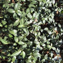 Zielony o każdej porze barwinek