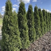 Tuja 200cm kilka sztuk