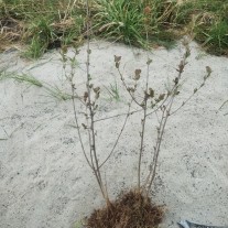Aronia - krzewy.