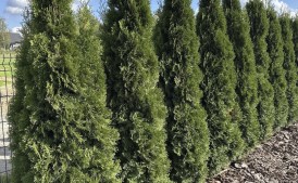 Tuja 200cm kilka sztuk