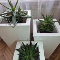 Trzy aloesy o wielu właściwościach zdrowotnych