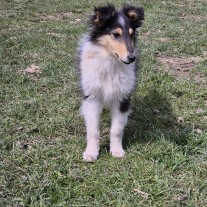 Owczarek szkocki Colie