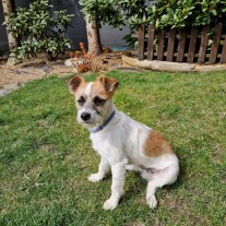 Szczeniak szuka dobrego domu - pilne