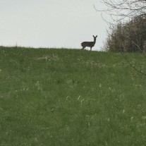Kupię działkę budowlaną - Myślenice, Osieczany, Polanka, Stróża, Bysina