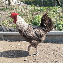 Młode wiejskie koguty