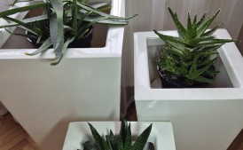 Trzy aloesy o wielu właściwościach zdrowotnych