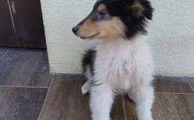 Owczarek szkocki Colie