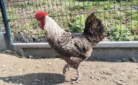 Młode wiejskie koguty