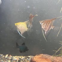 Oddam 3 skalary i 3 brzanki mszyste