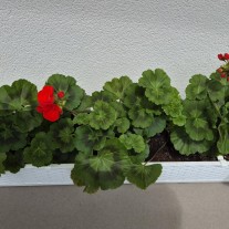 Pelargonie własnej uprawy