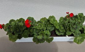 Pelargonie z własnej uprawy