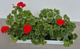 Pelargonie własnej uprawy