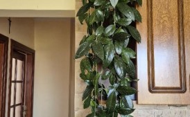 Piękna, wieloletnia hoya