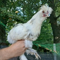 Kogucik