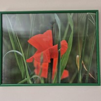 Fotografie kwiatów w dekoracyjnych ramkach