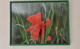 Fotografie kwiatów w dekoracyjnych ramkach
