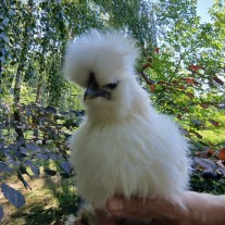 Kogucik silka jedwabista