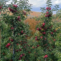 🍎 Szukasz pracy w okolicy? Zapraszamy do zbioru jabłek!