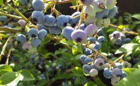 Borówka amerykańska – zdrowe krzaczki na sprzedaż