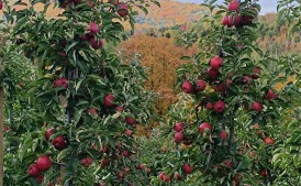 🍎 Szukasz pracy w okolicy? Zapraszamy do zbioru jabłek!