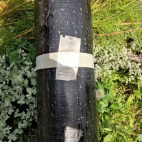 Papa nawierzchniowa jednowarstwowa Flexodek Mono – 12 szt. (90m²)